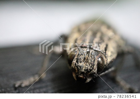 ウバタマムシ 78236541