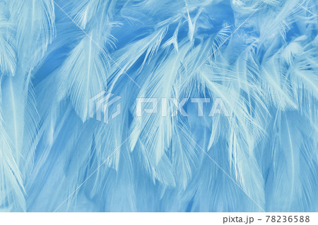 Blue pastel bird feathers pattern texture background. Blue pastel bird feathers pattern texture background. 78236588