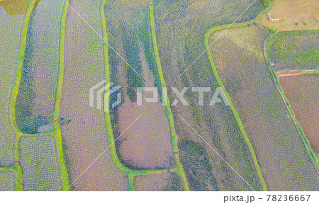 Aerial top view of paddy rice terraces with water reflection, green agricultural fields in countryside, mountain hills valley, Pabongpieng, Chiang Mai, Thailand. Nature landscape. Crops harvest. Aerial top view of paddy rice terraces with water reflection, green agricultural fields in countryside, mountain hills valley, Pabongpieng, Chiang Mai, Thailand. Nature landscape. Crops harvest. 78236667