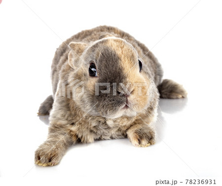 rex rabbit in studio rex rabbit in studio 78236931