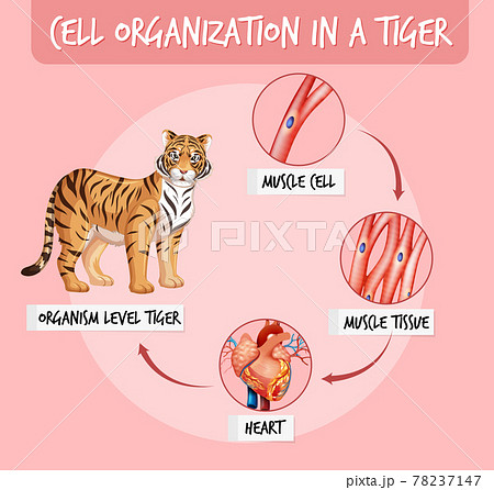 Diagram showing cell organization in a tiger Diagram showing cell organization in a tiger 78237147