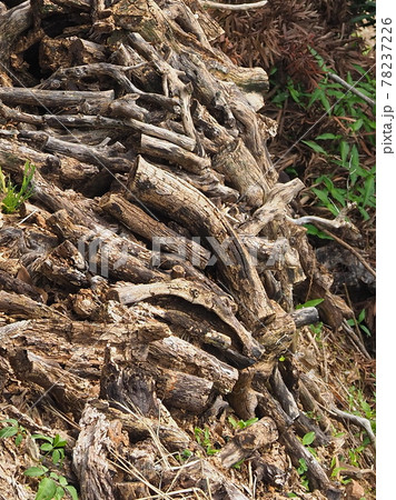 ソロキャンプのイメージ(まき) ソロキャンプのイメージ(まき) 78237226