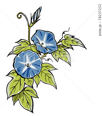 二輪の青色の朝顔の花と蕾 筆描き マット塗りのイラスト素材