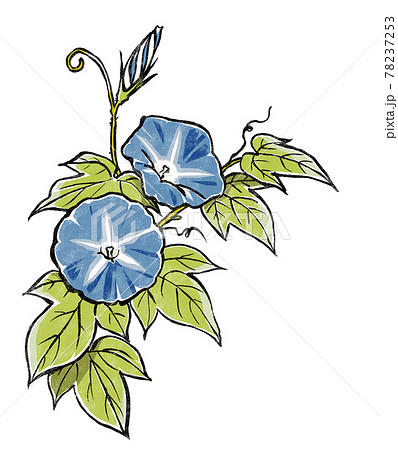 二輪の青色の朝顔の花と蕾 版画風のイラスト素材