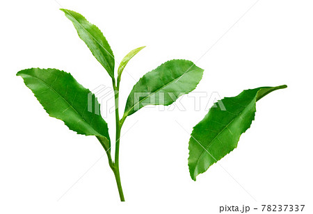 茶葉 生茶葉 お茶の葉 イラスト リアル 6 78237337