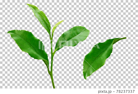 茶葉 生茶葉 お茶の葉 イラスト リアル 6 78237337