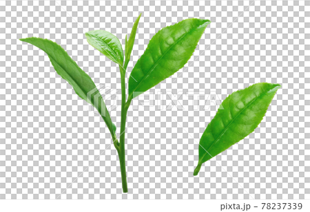 茶葉 生茶葉 お茶の葉 イラスト リアル 4 茶葉 生茶葉 お茶の葉 イラスト リアル 4 78237339