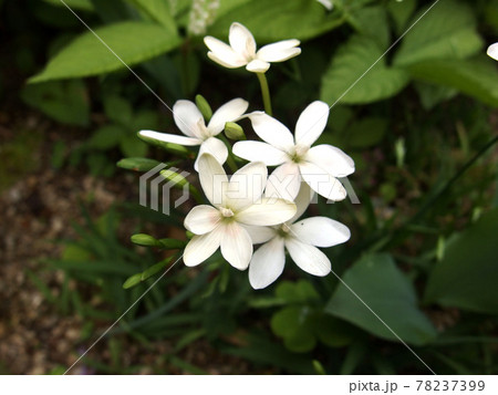 姫ヒオウギ 山野草 植物 白い花 姫ヒオウギ 山野草 植物 白い花 78237399