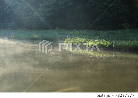 平池(だいらいけ)【滋賀県高島市今津町】 平池(だいらいけ)【滋賀県高島市今津町】 78237577