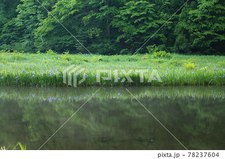 平池（だいらいけ）【滋賀県高島市今津町】 78237604