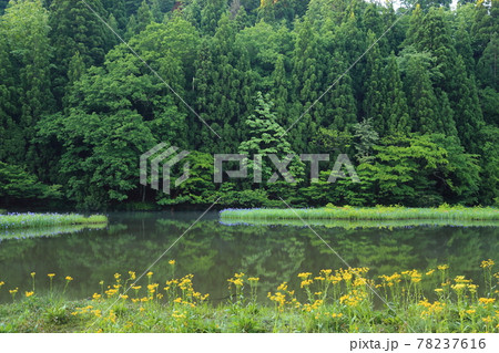 平池（だいらいけ）【滋賀県高島市今津町】 78237616