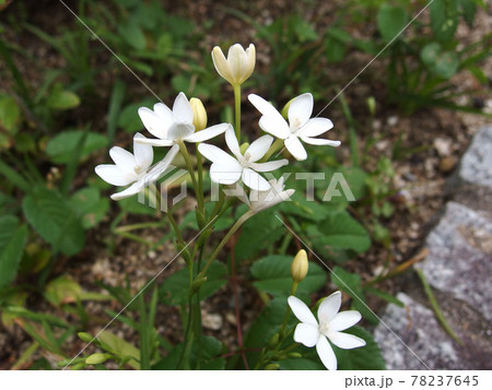 姫ヒオウギ 山野草 植物 白い花の写真素材