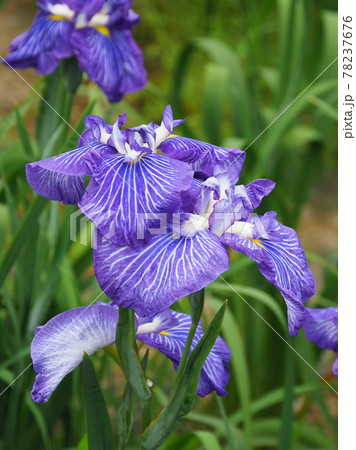 花菖蒲(自然質感) 花菖蒲(自然質感) 78237676