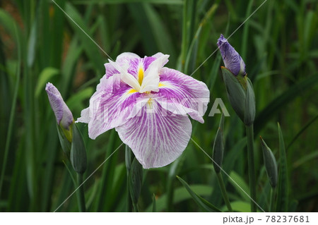 花菖蒲(自然質感) 花菖蒲(自然質感) 78237681