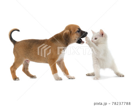 puppy and white kitten playing, isolated on white background puppy and white kitten playing, isolated on white background 78237788