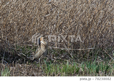 刈り取られたヨシ原で丸見え状態のサンカノゴイ 78238082