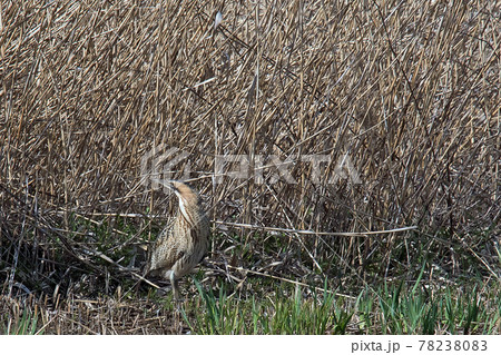 刈り取られたヨシ原で丸見え状態のサンカノゴイ 78238083