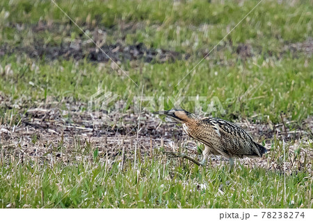 広く刈り取られたヨシ原で丸見え状態のサンカノゴイ 78238274