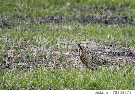 広く刈り取られたヨシ原で丸見え状態のサンカノゴイ 78238275