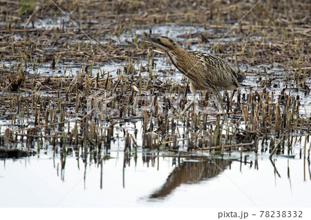 刈り取られたヨシ原で丸見え状態のサンカノゴイ 78238332