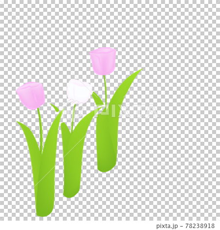 チューリップ3本ピンク赤（花のベクターイラスト） 78238918