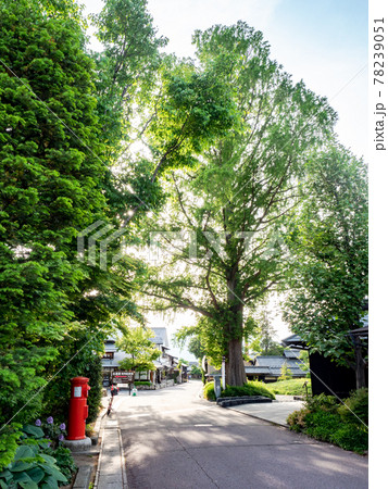 初夏の古都　小布施の美しい景色　北斎館前のメタセコイヤ 78239051