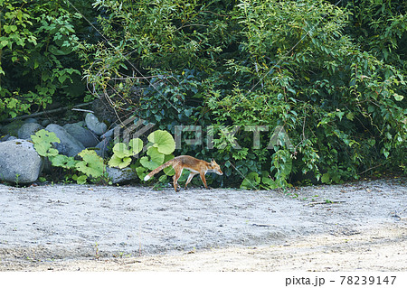 キタキツネ　北海道 78239147