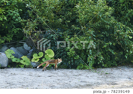 キタキツネ　北海道 78239149