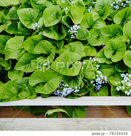 Large green leaves and small blue flowers. Top view Large green leaves and small blue flowers. Top view 78239316