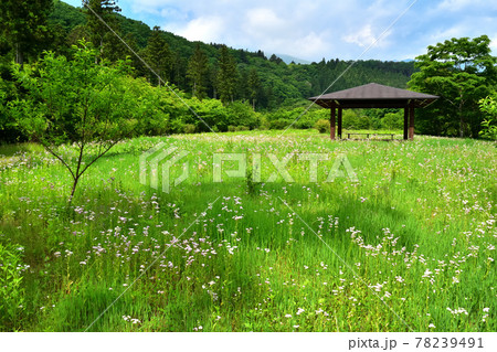 板室街道沿いにある木の俣園地 78239491