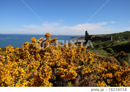 Flowering Gorse Bush and Ruins of Dunure Castle Scotland 78239558