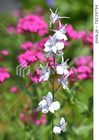 ラークスパー(飛燕草) ラークスパー(飛燕草) 78239794