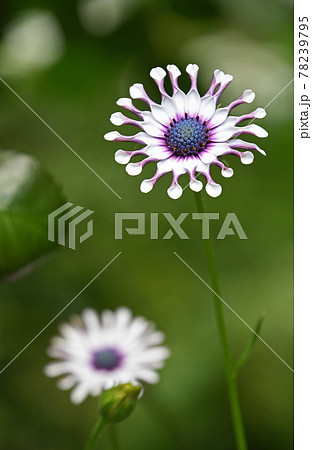 オステオスペルマム（アフリカンデージー） 78239795