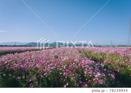 滋賀県近江八幡市野田町のコスモス畑	 78239934