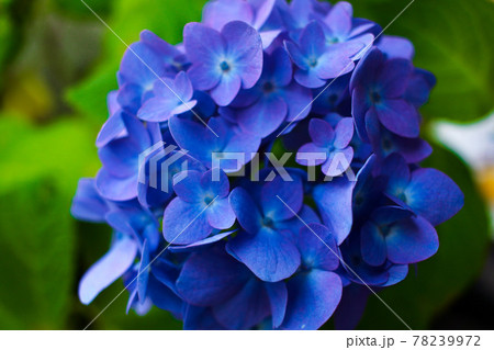 濃い青色の紫陽花 濃い青色の紫陽花 78239972
