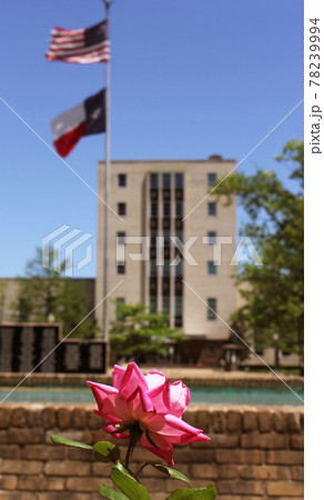 Pink Roses With Smith County Courthouse Tyler, TX in Background Pink Roses With Smith County Courthouse Tyler, TX in Background 78239994