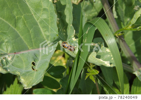 交尾中のナガメ 78240049