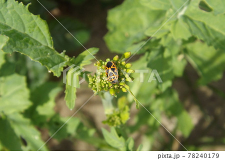 ヒメナガメ ヒメナガメ 78240179