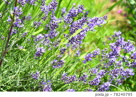 ラベンダー 78240795