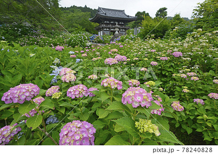 ≪京都 福知山 丹州観音寺のあじさい≫ 初夏 梅雨イメージ ≪京都 福知山 丹州観音寺のあじさい≫ 初夏 梅雨イメージ 78240828