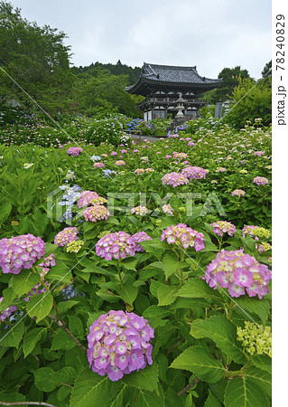 ≪京都 福知山 丹州観音寺のあじさい≫ 初夏 梅雨イメージ ≪京都 福知山 丹州観音寺のあじさい≫ 初夏 梅雨イメージ 78240829