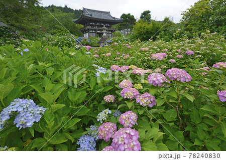 ≪京都 福知山 丹州観音寺のあじさい≫ 初夏 梅雨イメージ ≪京都 福知山 丹州観音寺のあじさい≫ 初夏 梅雨イメージ 78240830