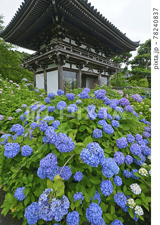 ≪京都 福知山 丹州観音寺のあじさい≫ 初夏 梅雨イメージ ≪京都 福知山 丹州観音寺のあじさい≫ 初夏 梅雨イメージ 78240837