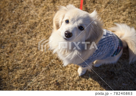 子犬　ミックス犬　ポメックス 78240863