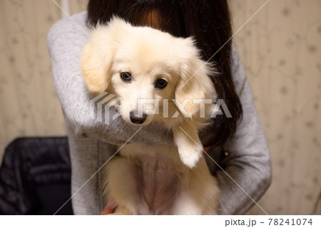 抱っこされる犬 ポメックス 抱っこされる犬 ポメックス 78241074