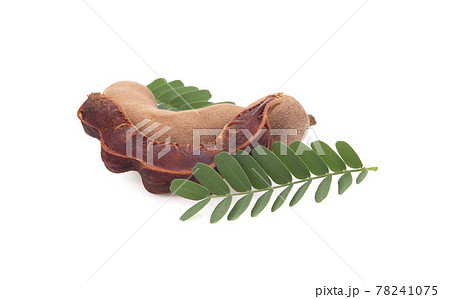 Fresh tamarind fruits and leaves isolated on white background Fresh tamarind fruits and leaves isolated on white background 78241075