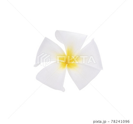 Plumeria alba flowers isolated on white background. Plumeria alba flowers isolated on white background. 78241096