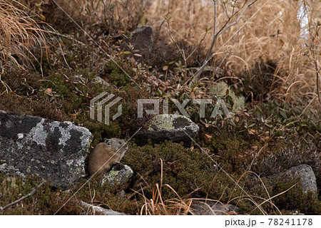 大雪山 ナキウサギの貯食行動 大雪山 ナキウサギの貯食行動 78241178