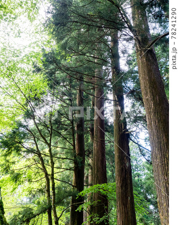 初夏の清涼な深山幽谷の景色 新緑に映える杉の大木 初夏の清涼な深山幽谷の景色 新緑に映える杉の大木 78241290