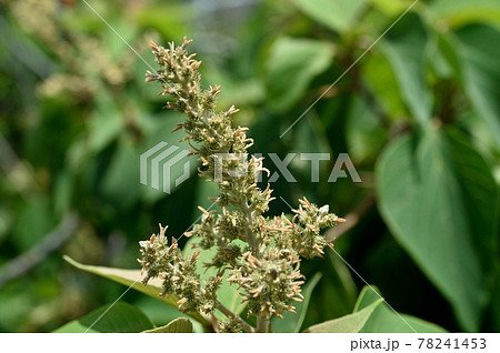 アカメガシワの雌花 78241453
